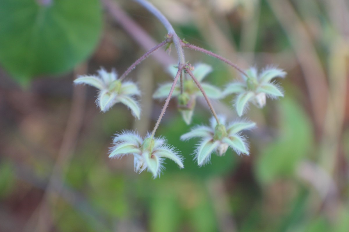 Pergularia daemia (Forssk.) Chiov.